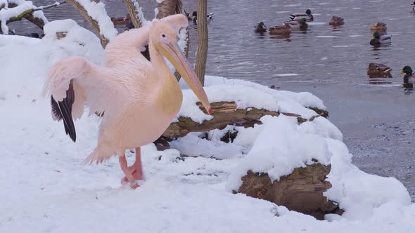 Great White Pelican, Pelecanus onocrotalus, with open wings in winter snow.