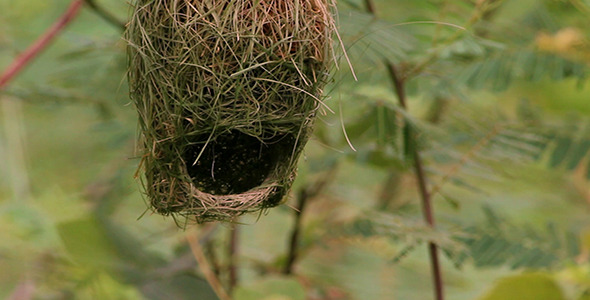 Baya Weaver (Ploceus Philippinus) Nest