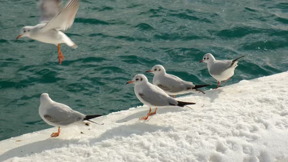 Black headed gulls are flying away from the snowy surface