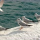 Black headed gulls are flying away from the snowy surface - VideoHive Item for Sale
