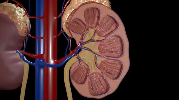 Kidney Overview, Motion Graphics | VideoHive