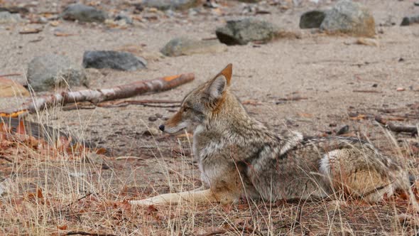 Wild Wolf Animal Coyote or Coywolf Yosemite Forest Wildlife California Fauna