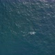 Aerial View Over Rippling Ocean Surface with the Wild Whale Seen Swimming Alone. - VideoHive Item for Sale