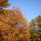 Autumn Trees - VideoHive Item for Sale