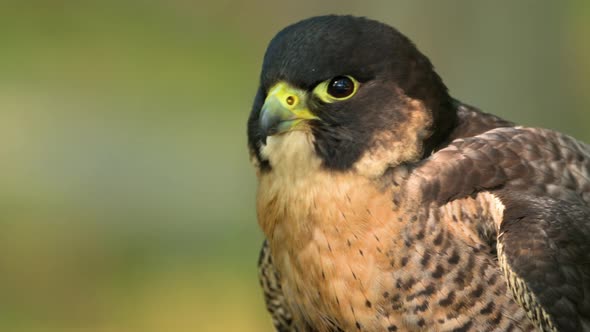 Close Up Portrait of a Wild Hawk alt