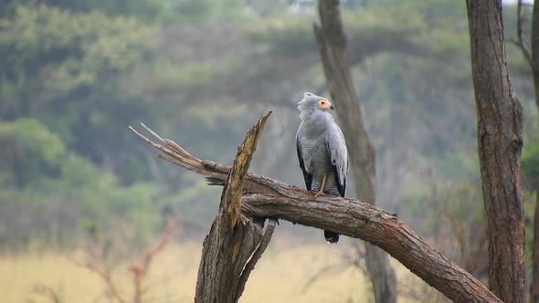 Gymnogene Prey Bird Sitting on the Tree Watching Around in Africa alt