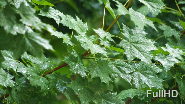 Summer Rain and Maple Leaves alt