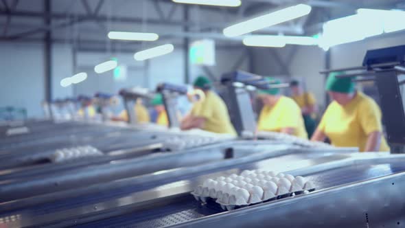Eggs in Paper Packing Movement on Conveyor Belt alt