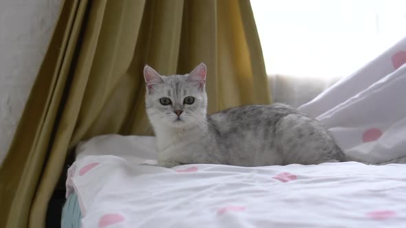 Cute Scottish Kitten Looking On White Bed alt