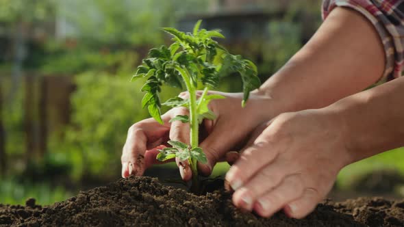 Woman Farmer Planting Tomato Seedlings