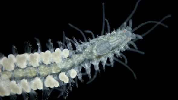 worm Polychaeta under a microscope, Syllidae family, female with eggs ...