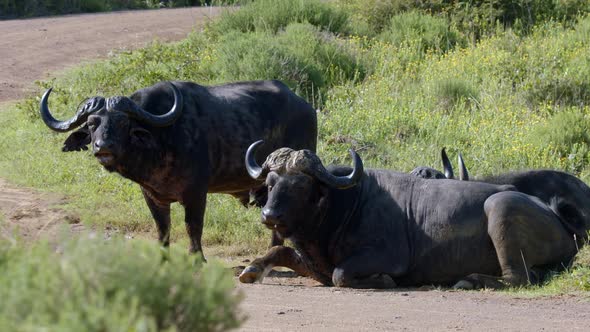 African Buffalos Relaxing At The Grassland In Kruger National Park, South Africa - close up alt