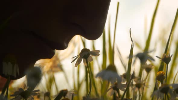 Young bohemian woman smelling to a wild chamomile flower on a meadow