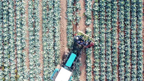 Harvester with Farmers in It is Crossing the Cabbage Field alt