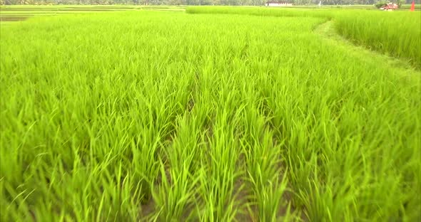 Flying over the rice terraces, over the young shoots of rice. Aerial view. Bali, Indonesia. alt