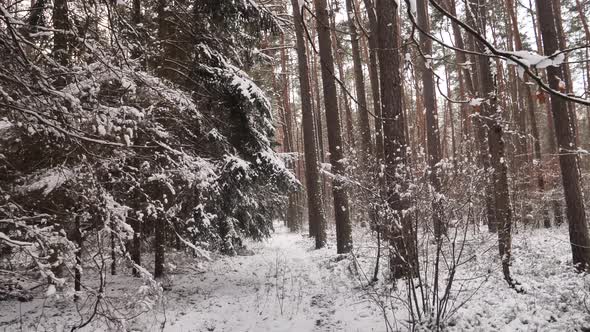 Roe deer female and fawn passing by in the snowy forest alt