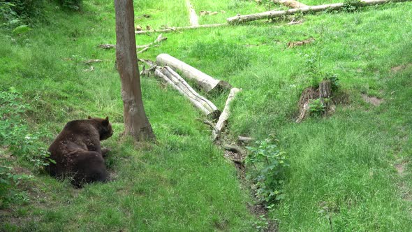 Brown bear eating grass in forest