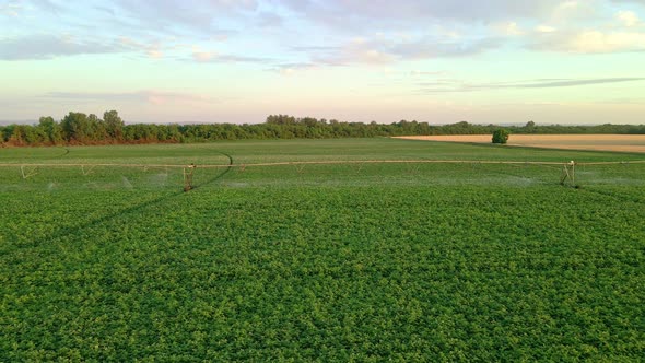Potato Field Irrigated By A Pivot Sprinkler System