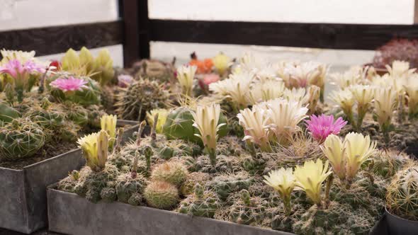 Blooming Cactuses in Planter Boxes on a Table  Closeup alt