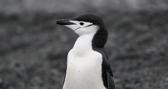 MS Chinstrap Penguin (Pygoscelis antarcticus) shaking head at Half Moon Island / Antarctica