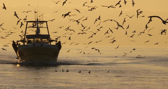 fishing boat coming back to the harbour at sunset, France alt
