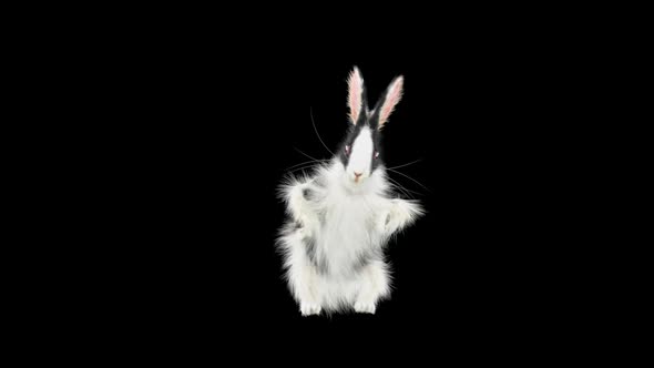 Rabbit Dancing HD alt