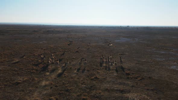 A Herd of Przewalski's Horses Gallops Across the Steppe Filmed From a Drone alt