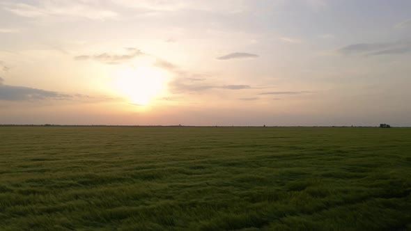 Barley Field And Sunlight