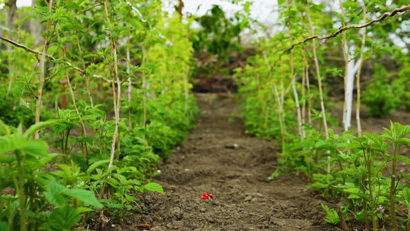 Strawberry Plantation. Blooming Strawberries. Bushes Of Growing Strawberries. alt