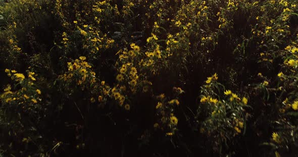 Aerial reveal starting out looking straight down at a copse of black eyed susans and camera tilting alt