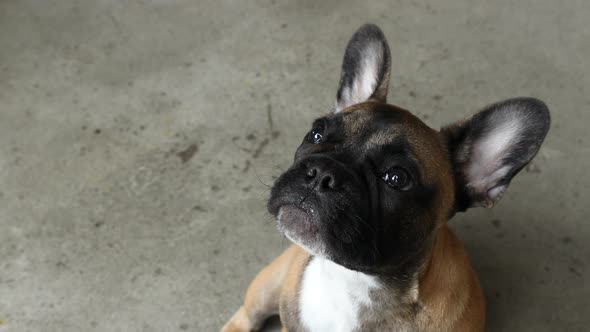 French Bulldog puppy jumps for a treat