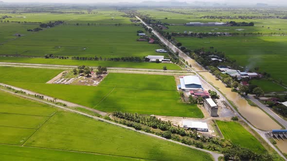The Paddy Rice Fields of Kedah and Perlis, Malaysia alt