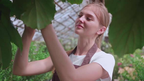 Girl Does Wet Cleaning of Plants and Flowers in the Greenhouse