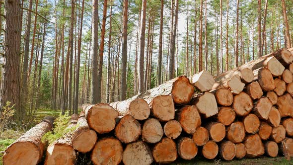 Felled Tree Trunks alt