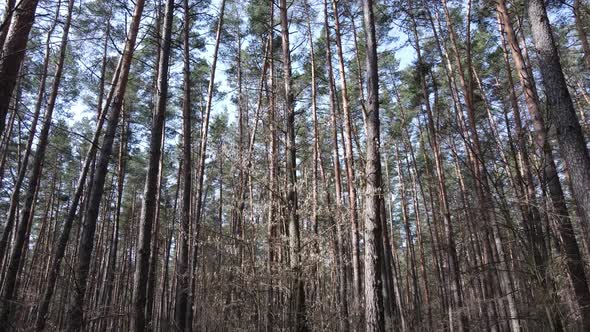 Trees in a Pine Forest During the Day Aerial View alt