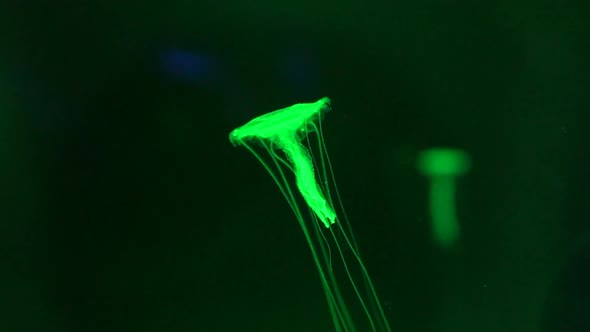 Little Jellyfish Floating at Green Light in The Underwater Dark alt