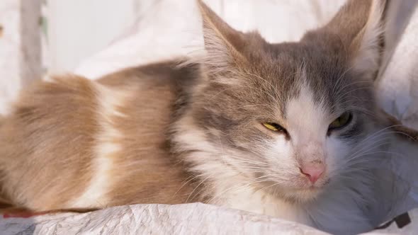 A Homeless Bored Gray Lonely Cat Sits Among Stones Near the Fence on Street alt