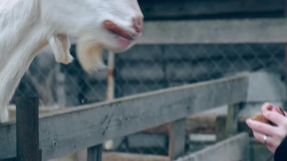 A Girl Feeds a Goat in a Paddock alt