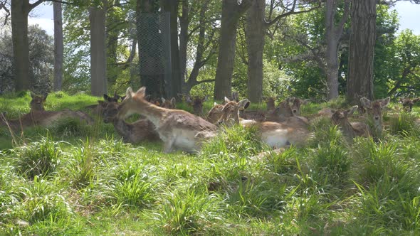 Herd Of Deer Lying And Relaxing On Grass On A Sunny Summer Day In Phoenix Park, Dublin, Ireland. - w alt
