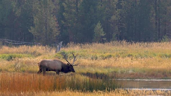 Wild elks in Yellowstone National Park alt