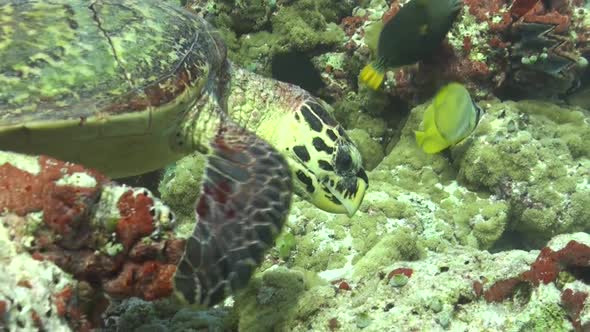 Hawksbill sea Turtle (Eretmochelys imbricata) feeding on Tropical coral reef in the Maldives alt
