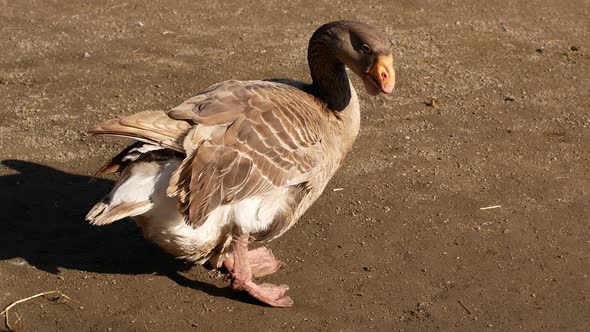 A beautiful gray goose stands still at the zoo. A goose cleans its plumage with its beak. alt