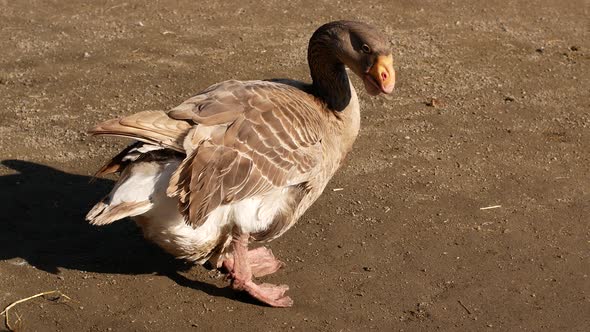A beautiful gray goose stands still at the zoo. A goose cleans its plumage with its beak.