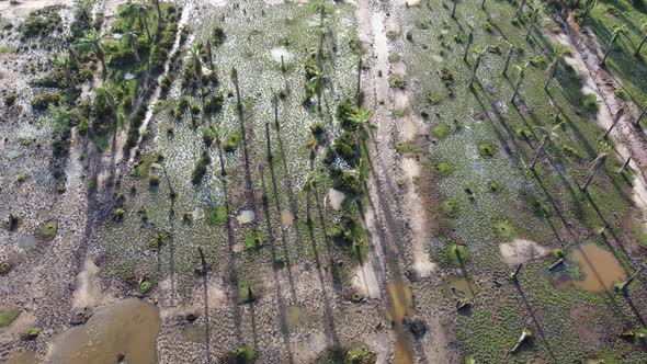 Aerial view dead dry palm tree shadow alt