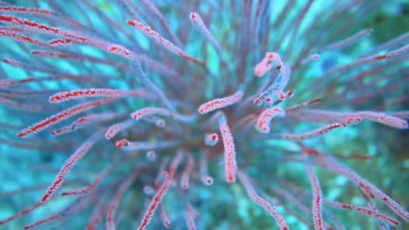 camera goes into a pink soft coral to get close up with it's movement. alt