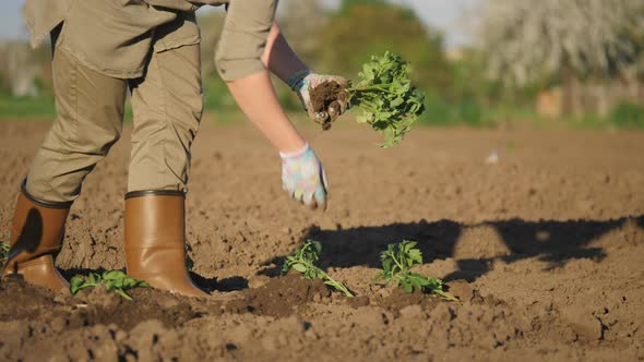 A Woman Farmer Lays Out Tomato Seedlings in the Holes in a Vegetable Garden alt