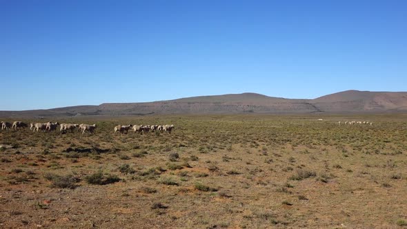 Sheep farming in the Karoo alt