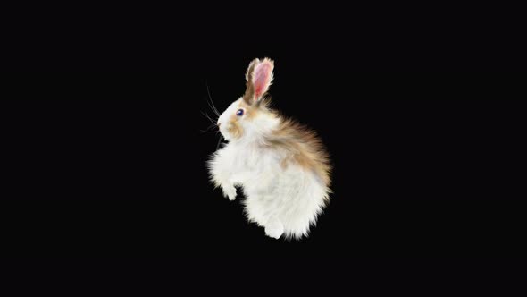 Rabbit Dancing 4K alt
