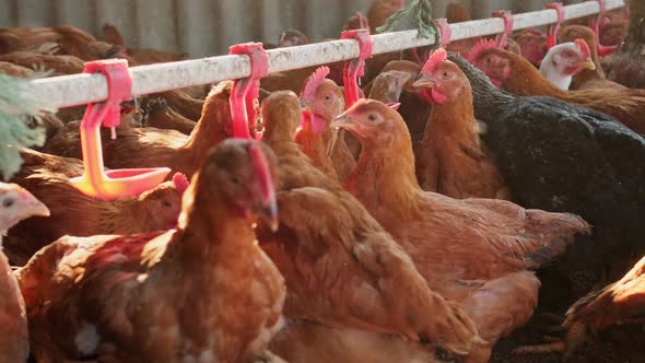 Free Range Organic Backyard Henhouse Chickens Drinking Water By Nipple Drinker