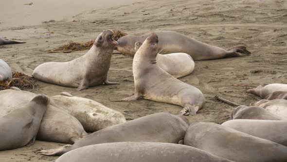 Funny Lazy Elephant Seals on Sandy Pacific Ocean Beach in San Simeon, California, USA. Awkward Fat